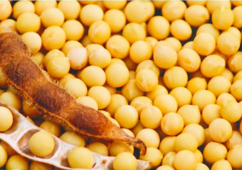 ��ե�͙C(j��)�����󶹵ă�(ch��)������